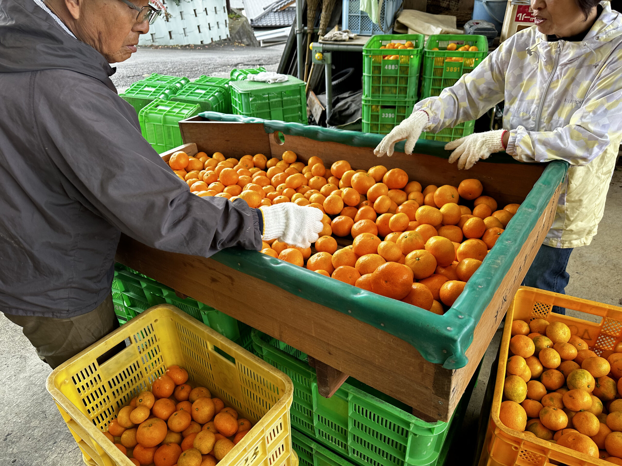 西浦みかん産直販売